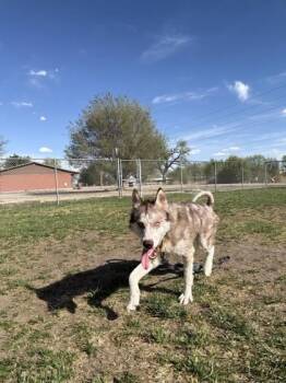 Husky and Mixed Breed Dogs Available for Adoption in Scottsbluff, Nebraska - CJ | PetCurious