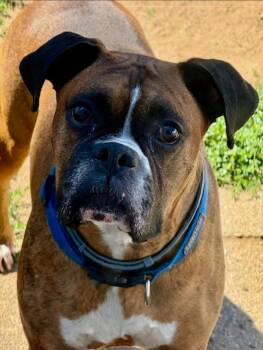 Bronx -  Boxer Dog for Adoption in Torrington, Connecticut - Bronx | PetCurious