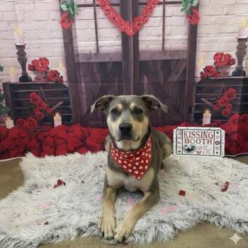 Labrador Retriever Dogs Available for Adoption - Tristan | PetCurious