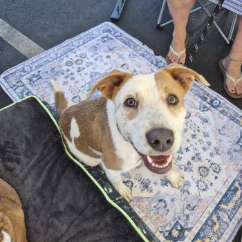 Banner -  Pit Bull Terrier and Terrier Dog for Adoption in St. Augustine, Florida - Banner | PetCurious