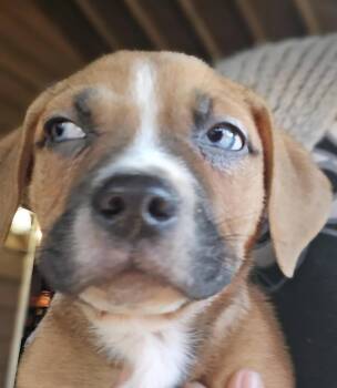 Mixed Breed Dogs Available for Adoption - Blue Eyed Babes | PetCurious