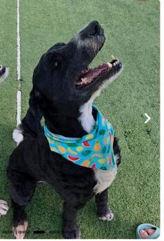 Doig/Ace -  Bernese Mountain Dog and Standard Poodle Dog for Adoption in Broomfield, Colorado - Doig/Ace | PetCurious