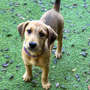 Madison -  Airedale Terrier Dog for Adoption in Briarcliff Manor, New York - Madison | PetCurious