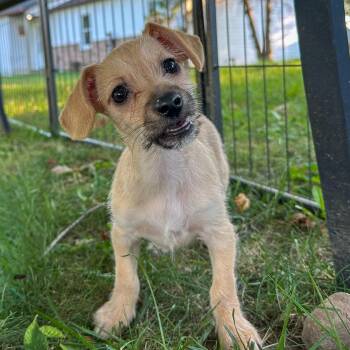 Squiggles -  Chihuahua and Dachshund Dog for Adoption in Indianapolis, Indiana - Squiggles | PetCurious