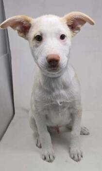 Labrador Retriever and Basenji Dogs Available for Adoption in Brewster, New York - Artax (A Pups) | PetCurious