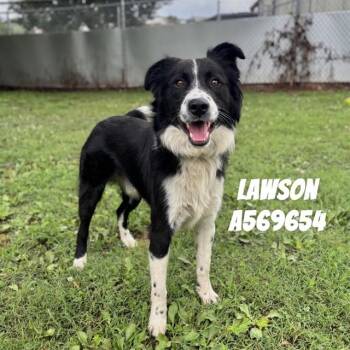 LAWSON -  Border Collie Dog for Adoption - LAWSON | PetCurious