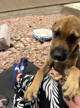 Hound Dogs Available for Adoption in Colorado Springs, Colorado - Romeo | PetCurious