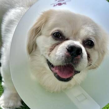 Snowball -  Pekingese and Mixed Breed Dog for Adoption in Matteson, Illinois - Snowball | PetCurious