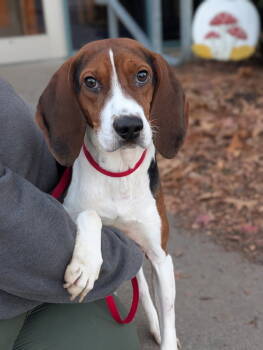 Rescue Hound Dogs for Adoption in Chesterfield, Virginia - Barney | PetCurious
