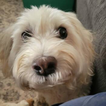 MIA -  Maltipoo Dog for Adoption in Marana, Arizona - MIA | PetCurious