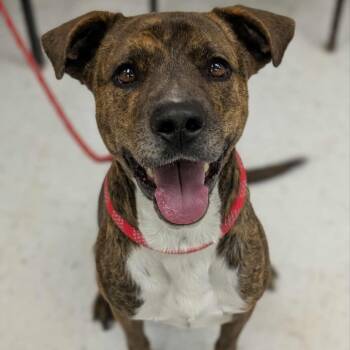 Rescue Mountain Cur Dogs for Adoption in Chanute, Kansas - Tiger | PetCurious