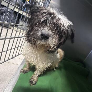 Shih Tzu Dogs Available for Adoption - Sparky | PetCurious