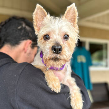 Rescue Silky Terrier Dogs for Adoption in Ramona, California - Brownie | PetCurious