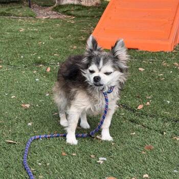 Cody -  Chihuahua Dog for Adoption in Port Richey, Florida - Cody | PetCurious