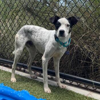 Ralph -  Mixed Breed Dog for Adoption in Englewood, Florida - Ralph | PetCurious