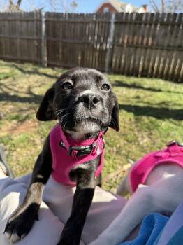 Rescue Labrador Retriever Dogs for Adoption in Oklahoma City, Oklahoma - Penelope | PetCurious