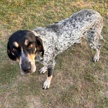Rescue Bluetick Coonhound Dogs for Adoption in Athens, Alabama - Hattie Blu | PetCurious
