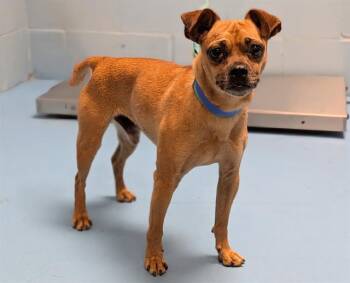 Rescue Chihuahua and Mixed Breed Dogs for Adoption in Moreno Valley, California - A546373 | PetCurious