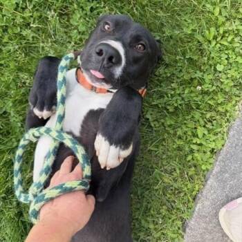 Tooch -  Labrador Retriever Dog for Adoption in Williston, Vermont - Tooch | PetCurious