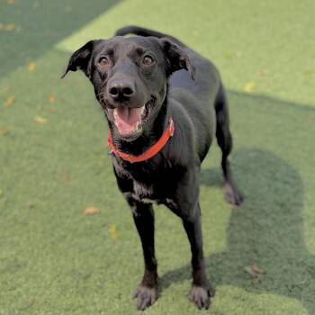 Stanley -  Labrador Retriever Dog for Adoption in Fullerton, Pennsylvania - Stanley | PetCurious