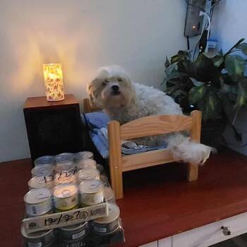 Rescue Maltese Dogs for Adoption in Rockvale, Tennessee - Dino Wigglebuttino | PetCurious