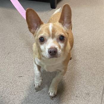 Bertie -  Chihuahua Dog for Adoption in Pasadena, California - Bertie | PetCurious