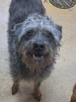Poodle Dogs Available for Adoption in Grand Forks, North Dakota - Shep | PetCurious
