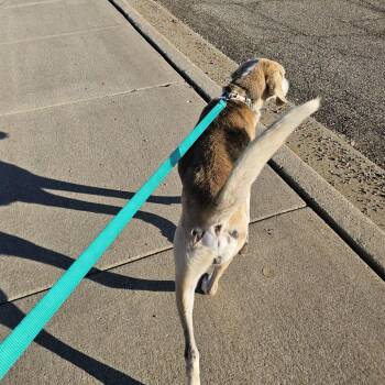 Hound and Mixed Breed Dogs Available for Adoption in Normal, Illinois - Walker | PetCurious