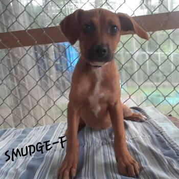 Smudge (3mo, 11lbs) -  Hound Dog for Adoption in Hinton, West Virginia - Smudge (3mo, 11lbs) | PetCurious