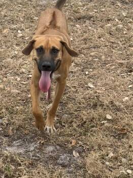 Rescue Rhodesian Ridgeback Dogs for Adoption in Spring Hill, Florida - Alchemist | PetCurious