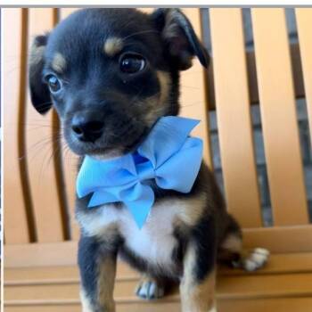 Terrier and Mixed Breed Dogs Available for Adoption in Baton Rouge, Louisiana - Snickers | PetCurious