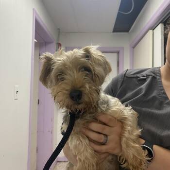 Rescue Yorkshire Terrier Dogs for Adoption in Northbrook, Illinois - Chanel | PetCurious