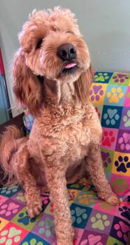 Golden Retriever and Standard Poodle Dogs Available for Adoption in Pacolet, South Carolina - Hank Dec 25 | PetCurious