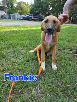 Frankie -  Black Mouth Cur Dog for Adoption in Tyler, Texas - Frankie | PetCurious