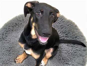 ALOLA -  German Shepherd Dog and Mixed Breed Dog for Adoption in Fort Lauderdale, Florida - ALOLA | PetCurious