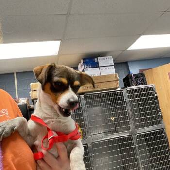 Rescue Terrier Dogs for Adoption in Saint Joseph, Missouri - Slim | PetCurious