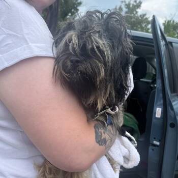 Rufus Brady -  Shih Tzu and Mixed Breed Dog for Adoption in St. Louis, Missouri - Rufus Brady | PetCurious