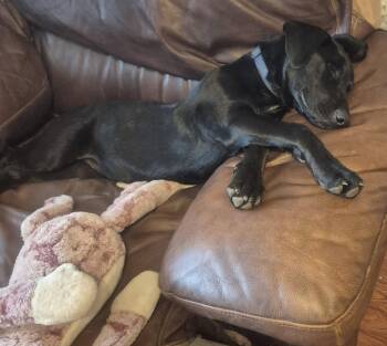 Houston -  Labrador Retriever Dog for Adoption in The Woodlands, Texas - Houston | PetCurious