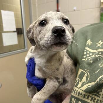 Pit Bull Terrier Dogs Available for Adoption in Kearney, Nebraska - Baltic | PetCurious