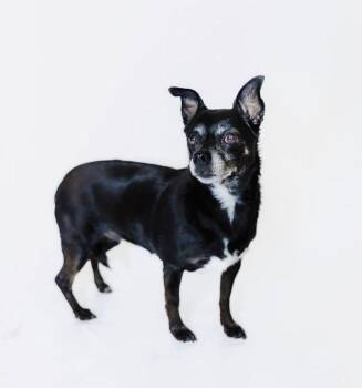 Allie and Tara -  Chihuahua Dog for Adoption in York, South Carolina - Allie And Tara | PetCurious