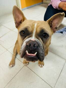 RUE -  French Bulldog and Bulldog Dog for Adoption in Joshua Tree, California - RUE | PetCurious
