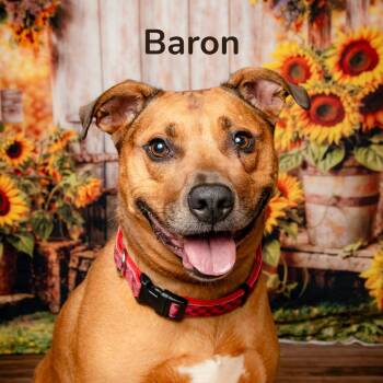 Baron -  Pit Bull Terrier Dog for Adoption in Oak Ridge, Tennessee - Baron | PetCurious
