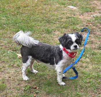 Dylan -  Shih Tzu Dog for Adoption in Hayward, Wisconsin - Dylan | PetCurious