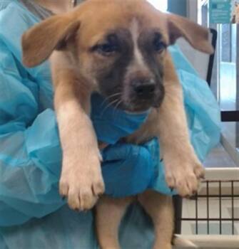 A478954 -  Australian Cattle Dog Blue Heeler Dog for Adoption in Oklahoma City, Oklahoma - A478954 | PetCurious