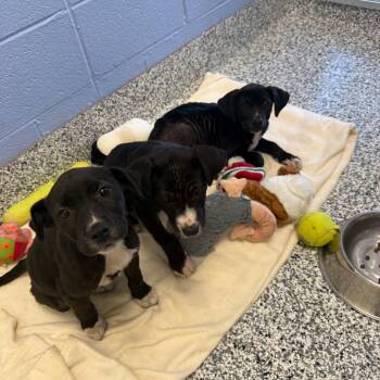 Black Labrador Retriever Dogs Available for Adoption in Madisonville, Tennessee - Moana | PetCurious