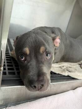 Pit Bull Terrier Dogs Available for Adoption in Indianapolis, Indiana - PALPATINE | PetCurious