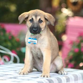 Jameson -  Labrador Retriever Dog for Adoption in Wake Forest, North Carolina - Jameson | PetCurious