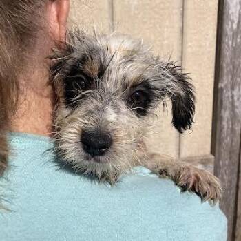 Terrier Dogs Available for Adoption in Hopkinsville, Kentucky - Banjo | PetCurious