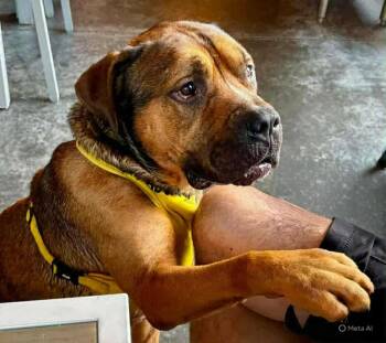 Rescue Mastiff Dogs for Adoption in Roswell, Georgia - Redwood | PetCurious