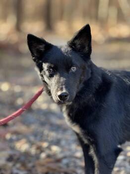 Rescue Husky and Schipperke Dogs for Adoption in Meherrin, Virginia - Captain | PetCurious
